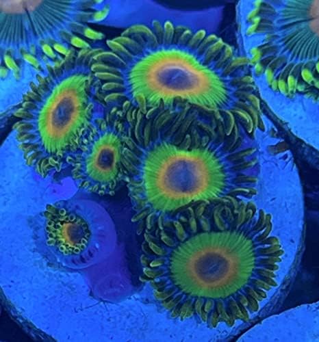 coralSLover Élő Sósvízi Korall Frag - Rasta Zoanthids (5 Egyed), Zöld, Sárga, Narancs