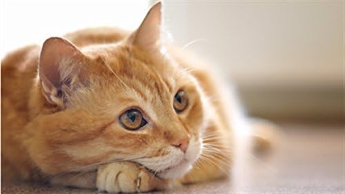 HÁZIÁLLATOK EGÉSZSÉGÜGYI MEGOLDÁS macska Vezető Vitamin - Hip, illetve a Közös Támogatás - Macskák Treat - Fejlett, Egészséges