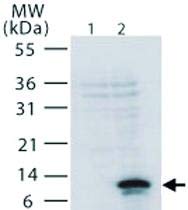 PAB0211 - Méret : 100 mikrogramm - Anti-TNFRSF12A Nyúl Poliklonális Antitest - Minden (100micrograms)